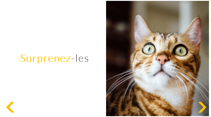 exemple-jaune-chat contraste de couleur