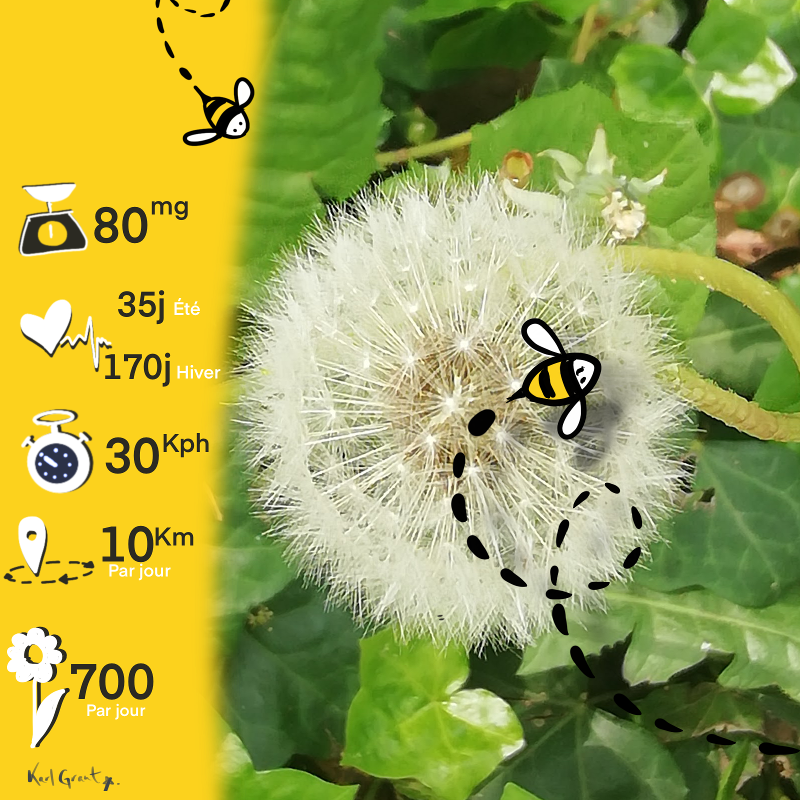 Abeille-procreate
